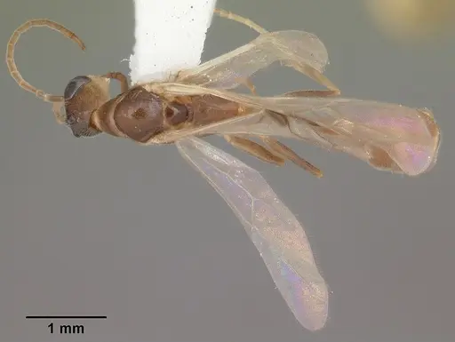 Pseudomyrmex pallidus specimen CASENT0104249 image casent0104249_1