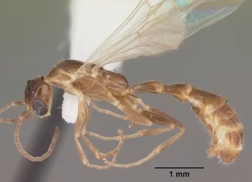 Pseudomyrmex pallidus specimen CASENT0104249 image casent0104249_3