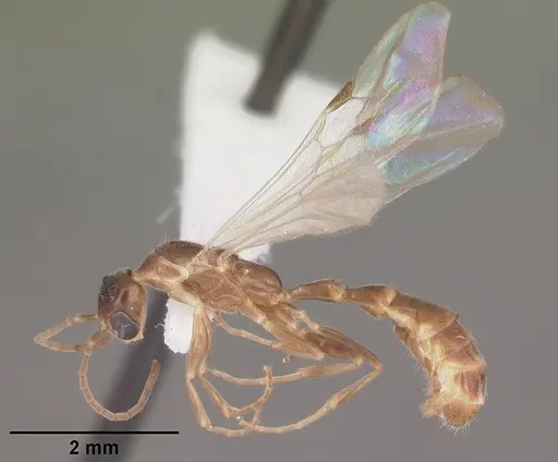 Pseudomyrmex pallidus specimen CASENT0104249 image casent0104249_4