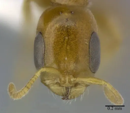 Pseudomyrmex pallidus specimen CASENT0246350 image casent0246350_2