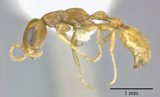 Pseudomyrmex pallidus specimen CASENT0246350 image casent0246350_3