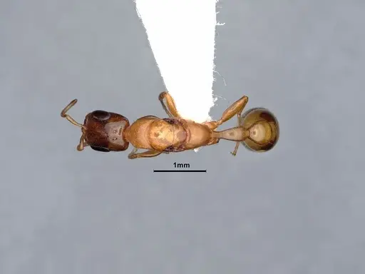 Pseudomyrmex pallidus specimen CASENT0884340 image casent0884340_1