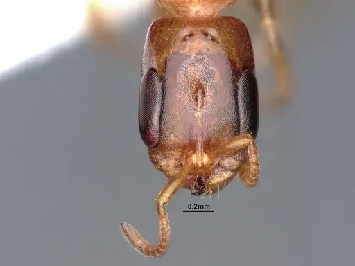 Pseudomyrmex pallidus specimen CASENT0884340 image casent0884340_2