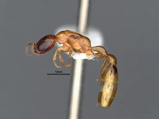Pseudomyrmex pallidus specimen CASENT0884340 image casent0884340_3