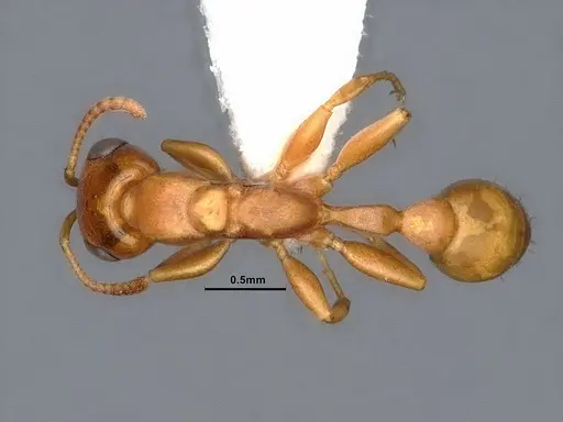 Pseudomyrmex pallidus specimen CASENT0884341 image casent0884341_1