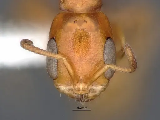 Pseudomyrmex pallidus specimen CASENT0884341 image casent0884341_2