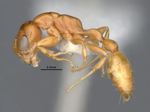 Pseudomyrmex pallidus specimen CASENT0884341 image casent0884341_3