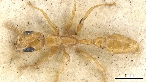 Pseudomyrmex pallidus specimen CASENT0902900 image casent0902900_1