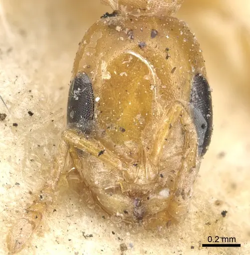 Pseudomyrmex pallidus specimen CASENT0902900 image casent0902900_2