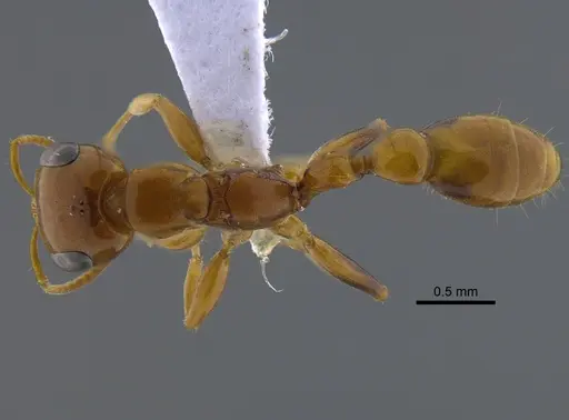 Pseudomyrmex pallidus specimen CBUMAGENT41735 image cbumagent41735_1