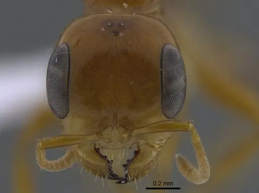 Pseudomyrmex pallidus specimen CBUMAGENT41735 image cbumagent41735_2
