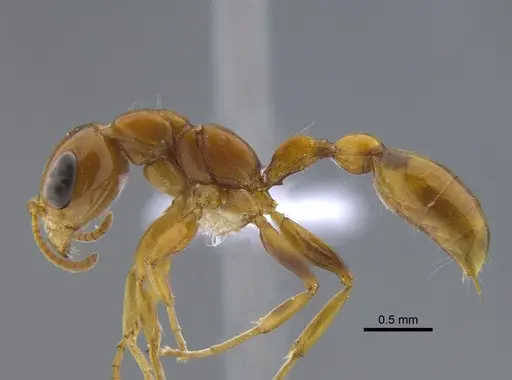 Pseudomyrmex pallidus specimen CBUMAGENT41735 image cbumagent41735_3