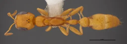 Pseudomyrmex pallidus specimen FMNHINS0000078509 image fmnhins0000078509_1
