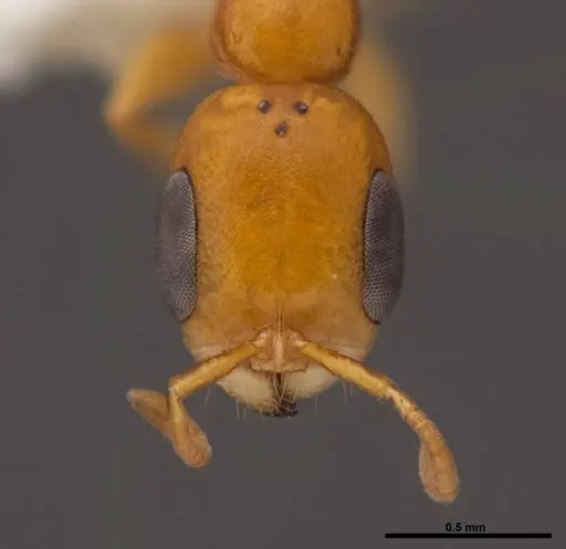 Pseudomyrmex pallidus specimen FMNHINS0000078509 image fmnhins0000078509_2