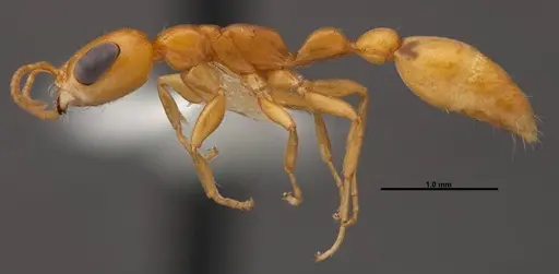 Pseudomyrmex pallidus specimen FMNHINS0000078509 image fmnhins0000078509_3