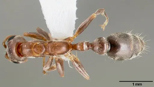 Pseudomyrmex particeps specimen CASENT0005796 image casent0005796_1