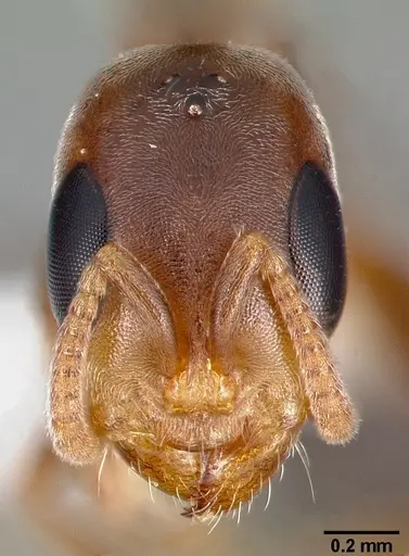 Pseudomyrmex particeps specimen CASENT0005796 image casent0005796_2