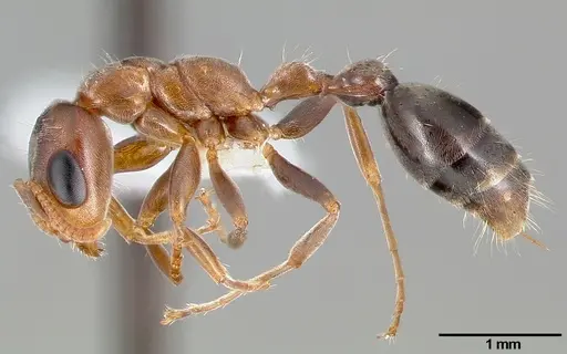 Pseudomyrmex particeps specimen CASENT0005796 image casent0005796_3