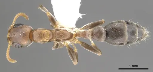 Pseudomyrmex particeps specimen CASENT0902914 image casent0902914_1