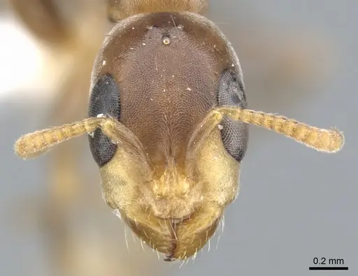 Pseudomyrmex particeps specimen CASENT0902914 image casent0902914_2