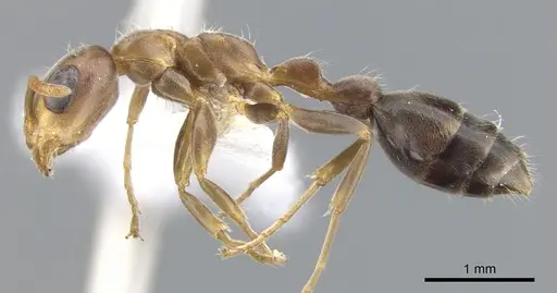 Pseudomyrmex particeps specimen CASENT0902914 image casent0902914_3