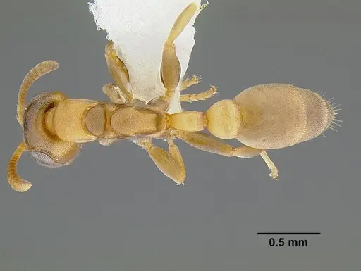Pseudomyrmex parvulus specimen CASENT0762994 image casent0762994_1