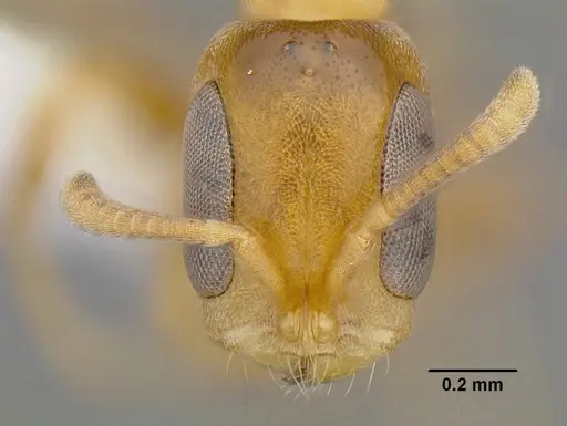 Pseudomyrmex parvulus specimen CASENT0762994 image casent0762994_2