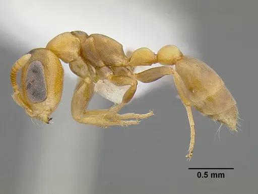 Pseudomyrmex parvulus specimen CASENT0762994 image casent0762994_3