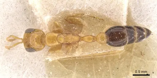 Pseudomyrmex pazosi specimen CASENT0915514 image casent0915514_1