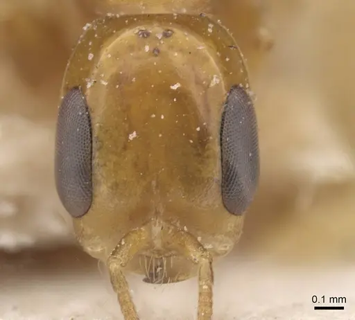 Pseudomyrmex pazosi specimen CASENT0915514 image casent0915514_2