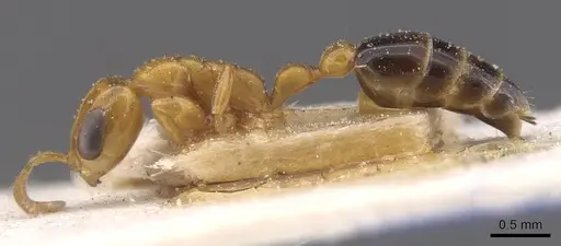 Pseudomyrmex pazosi specimen CASENT0915514 image casent0915514_3