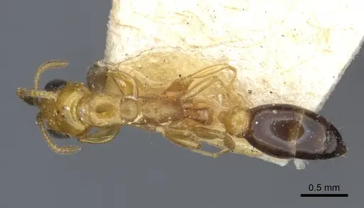 Pseudomyrmex pazosi specimen CASENT0916875 image casent0916875_1