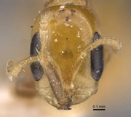 Pseudomyrmex pazosi specimen CASENT0916875 image casent0916875_2