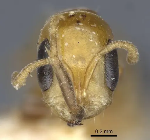 Pseudomyrmex pazosi specimen CASENT0916875 image casent0916875_3