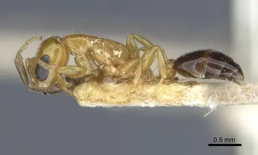 Pseudomyrmex pazosi specimen CASENT0916875 image casent0916875_4