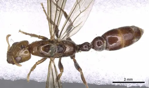 Pseudomyrmex penetrator specimen CASENT0902883 image casent0902883_1