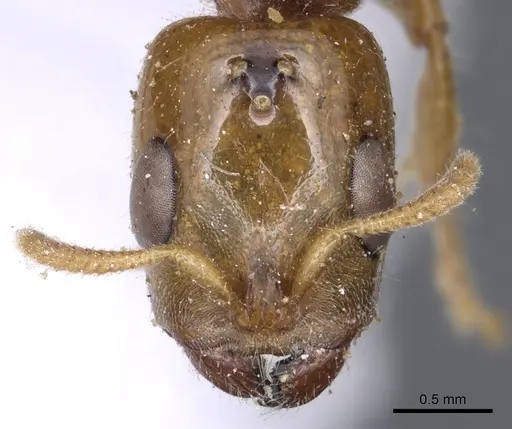 Pseudomyrmex penetrator specimen CASENT0902883 image casent0902883_2