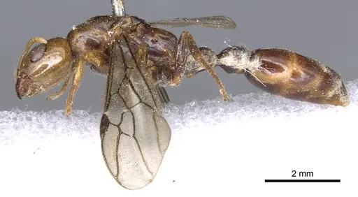 Pseudomyrmex penetrator specimen CASENT0902883 image casent0902883_3