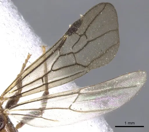 Pseudomyrmex penetrator specimen CASENT0902883 image casent0902883_4