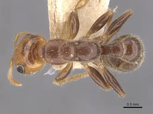 Pseudomyrmex penetrator specimen CASENT0907548 image casent0907548_1