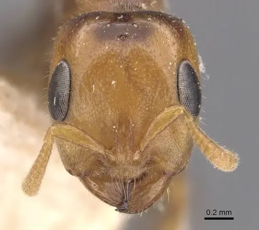 Pseudomyrmex penetrator specimen CASENT0907548 image casent0907548_2