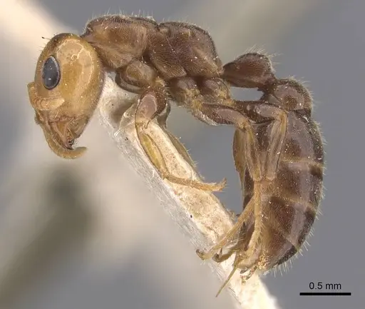Pseudomyrmex penetrator specimen CASENT0907548 image casent0907548_3