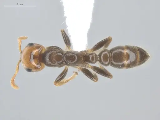 Pseudomyrmex penetrator specimen ECOFOG-HC-0043-01 image ecofog-hc-0043-01_1