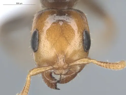 Pseudomyrmex penetrator specimen ECOFOG-HC-0043-01 image ecofog-hc-0043-01_2