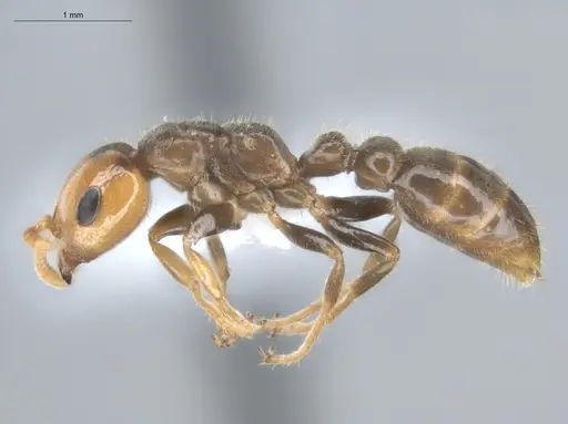 Pseudomyrmex penetrator specimen ECOFOG-HC-0043-01 image ecofog-hc-0043-01_3