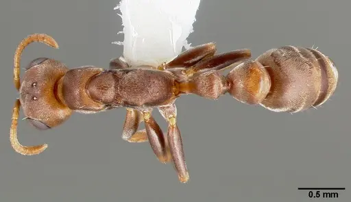 Pseudomyrmex peperi specimen CASENT0005797 image casent0005797_1