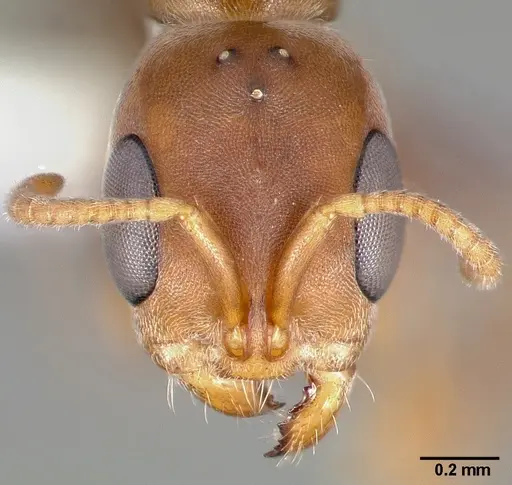 Pseudomyrmex peperi specimen CASENT0005797 image casent0005797_2