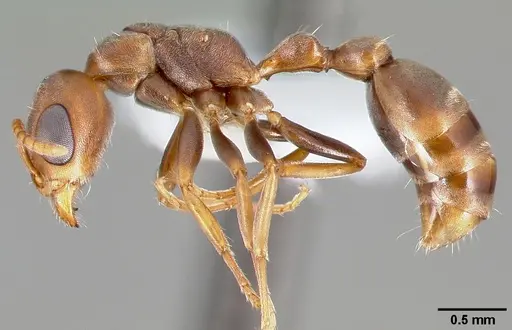 Pseudomyrmex peperi specimen CASENT0005797 image casent0005797_3
