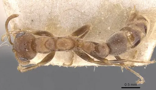 Pseudomyrmex peperi specimen CASENT0907552 image casent0907552_1