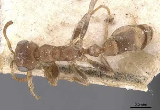 Pseudomyrmex peperi specimen CASENT0907563 image casent0907563_1